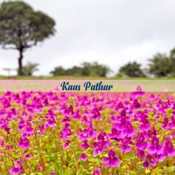 Kas Pathar   Kas Pathar